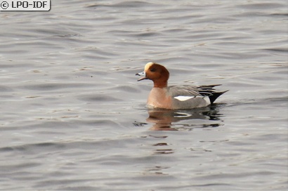 Canard siffleur