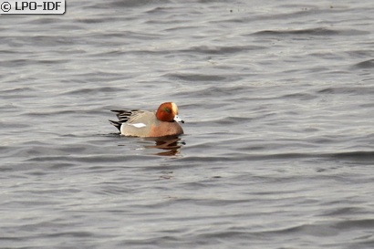 Canard siffleur