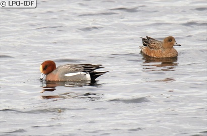 Canard siffleur