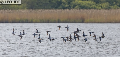 Canard souchet