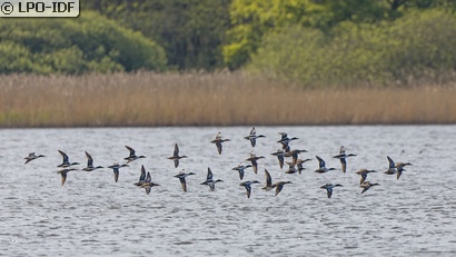 Canard souchet