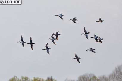Canard souchet