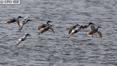 Canard souchet