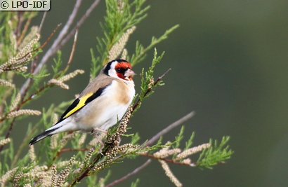 Chardonneret élégant