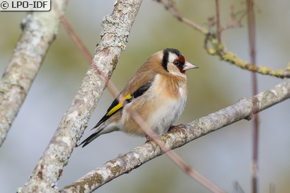 Chardonneret élégant