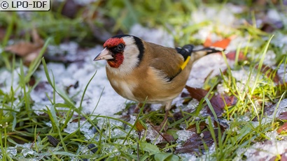 Chardonneret élégant