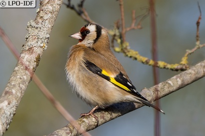 Chardonneret élégant