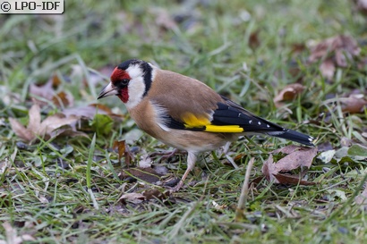 Chardonneret élégant