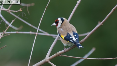 Chardonneret élégant
