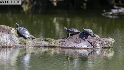 Tortue de Floride