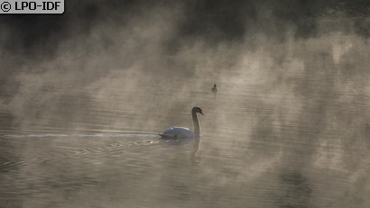 Cygne tuberculé