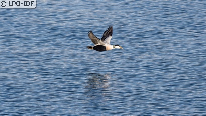 Eider à duvet