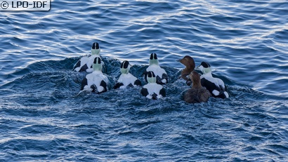 Eider à duvet