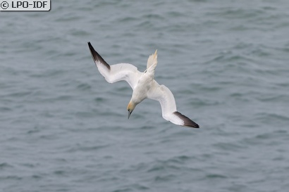 Fou de Bassan