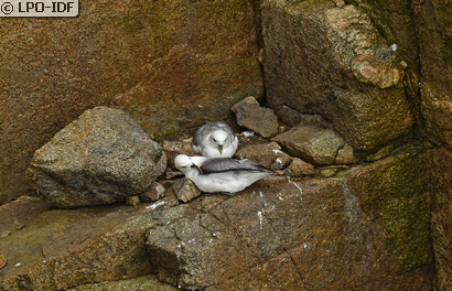 Fulmar boréal