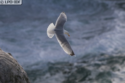 Goéland argenté