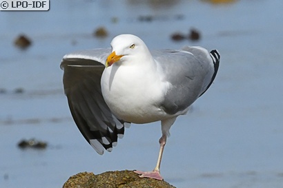 Goéland argenté