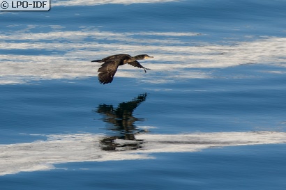 Grand Cormoran
