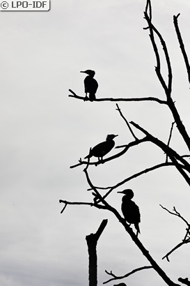 Grand Cormoran