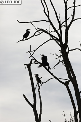 Grand Cormoran