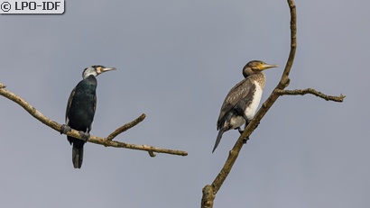 Grand Cormoran