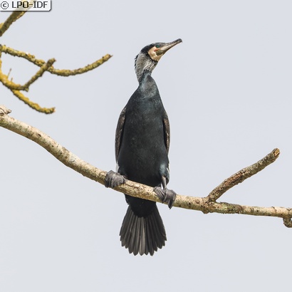 Grand Cormoran