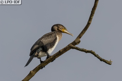 Grand Cormoran