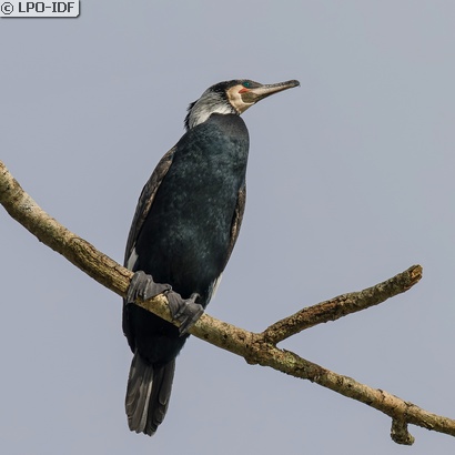 Grand Cormoran