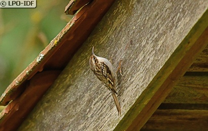 Grimpereau des jardins