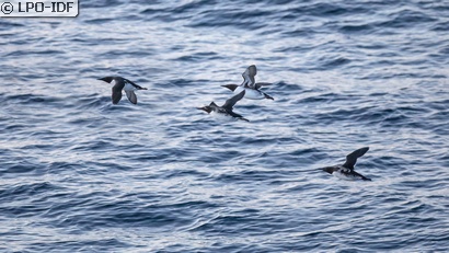 Guillemot de Troïl