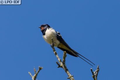 Hirondelle rustique