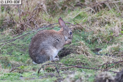 Lapin de garenne