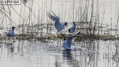 Mouette rieuse