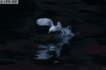 Mouette tridactyle