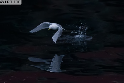 Mouette tridactyle