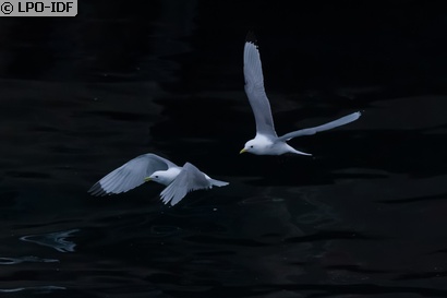 Mouette tridactyle