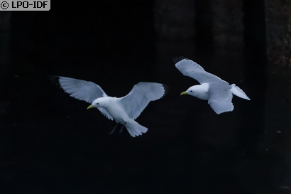 Mouette tridactyle