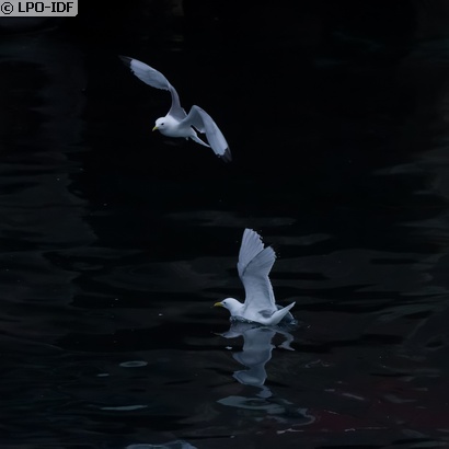 Mouette tridactyle