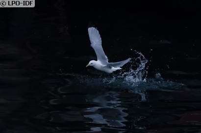 Mouette tridactyle