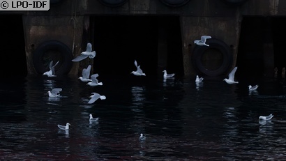 Mouette tridactyle