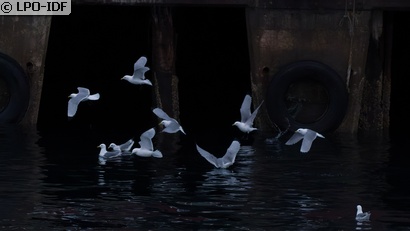Mouette tridactyle