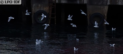 Mouette tridactyle