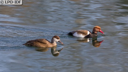 Nette rousse