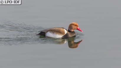 Nette rousse