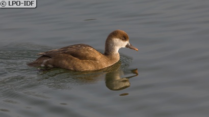 Nette rousse