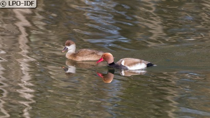 Nette rousse