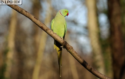 Perruche à collier