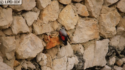 Tichodrome échelette