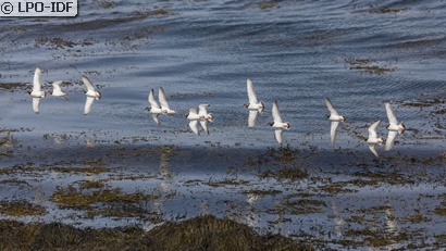 Tournepierre à collier