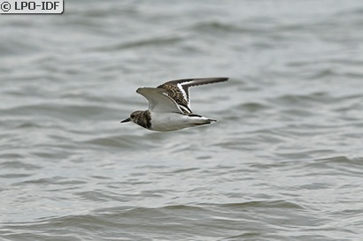 Tournepierre à collier